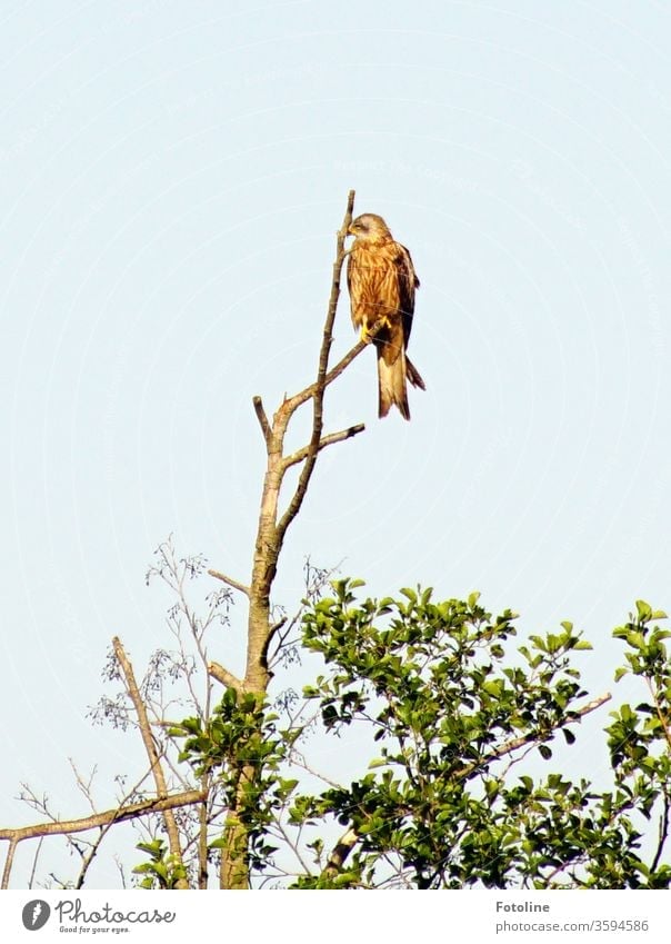 A bird of prey sits on the top of a dead tree and looks for its next prey. Kite Hawk Bird of prey birds Animal Sky Exterior shot Blue Grand piano Red kite
