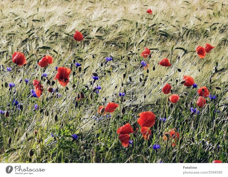 Poppies and cornflowers sway in a harmonious round dance with a barley field in the wind Cornfield grain Ear of corn Field Agriculture Grain Nature Summer