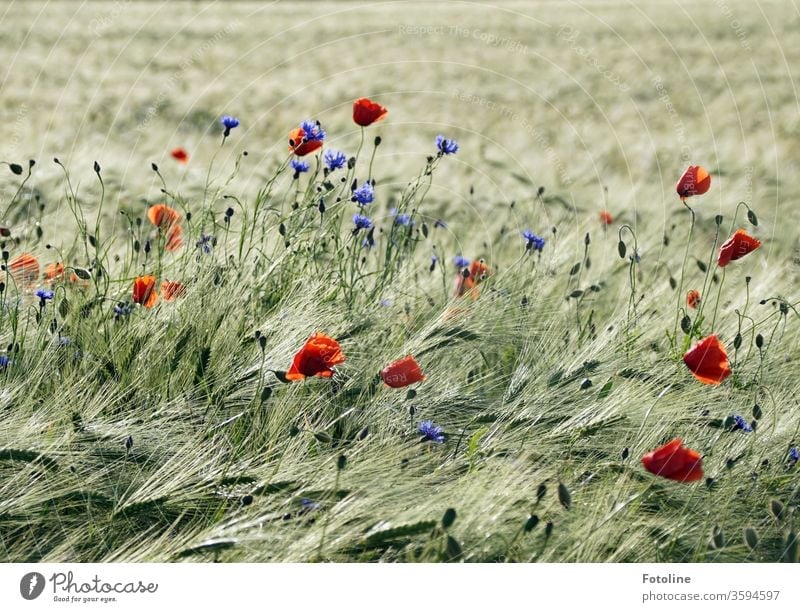 Poppies and cornflowers delight a field of barley with colourful colour clusters Cornfield grain Ear of corn Field Agriculture Grain Nature Summer Grain field