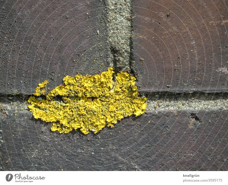Close-up of yellow braid in a wall joint yellow lichen Plant Wall (barrier) Algae Mushroom Environment Nature Exterior shot Colour photo Yellow Lichen Brown