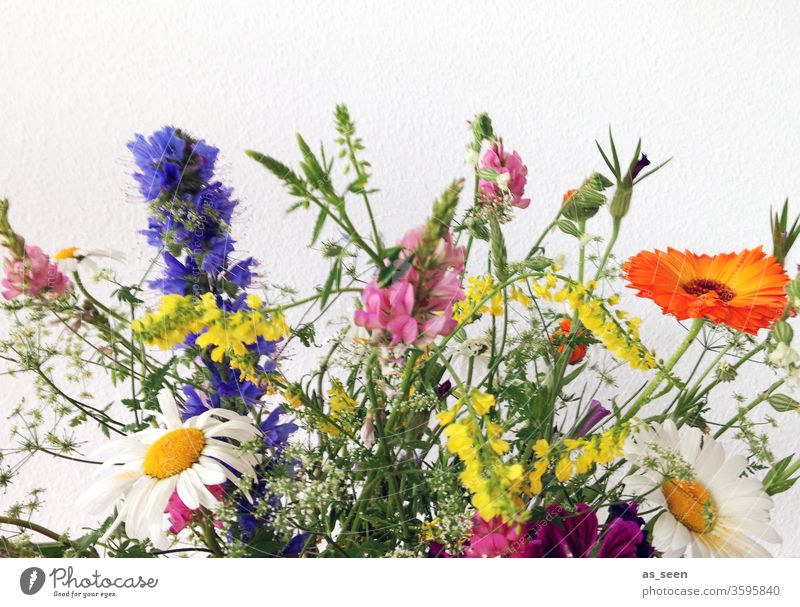 Wild Flowers Bleed A Royalty Free Stock Photo From Photocase