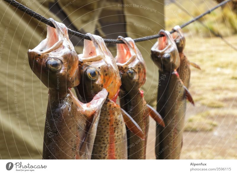 Just hang out on Sundays trout Rainbow trout Camping Death Nutrition Trout cake Fish Colour photo Food Healthy Eating Diet Herbs and spices Food photograph Tent
