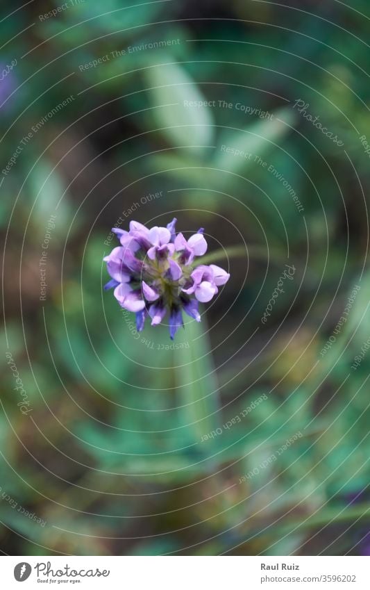 The small flower discarding on the green mantle. plant holiday florist spring close-up smell macro natural garden olfactory fresh petals color floral