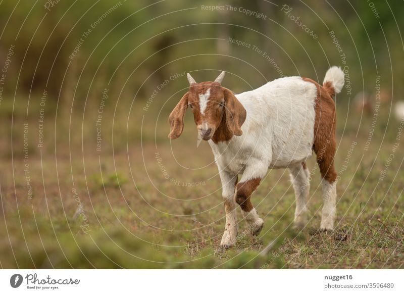 Young goat Goats Animal Exterior shot Colour photo Farm animal Day 1 Animal portrait Deserted Nature Pet Meadow Landscape Idyll Willow tree Looking Stand