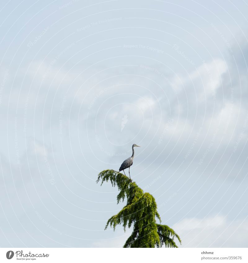 too heavy Nature Sky Plant Tree Animal Wild animal Bird 1 Sit Stand Heron Grey heron Rest Vantage point Far-off places Larch Coniferous trees Clouds in the sky