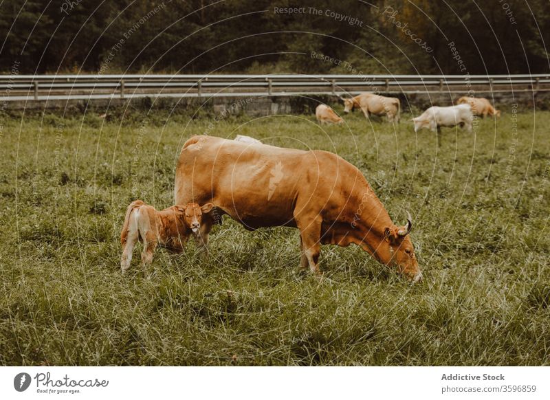 Cows grazing in pasture in afternoon in countryside cow graze calf livestock rural mammal cattle landscape idyllic tree forest grassland field animal scenery