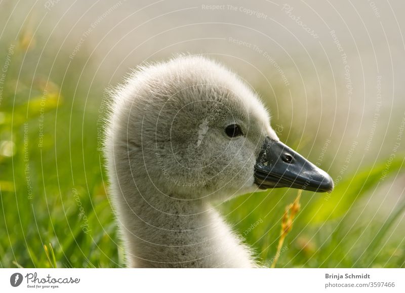 Portrait of a very small and fluffy little swan chick, just hatched, newborn, in profile with many details birds waterfowl Swan fledglings Chicken Diminutive