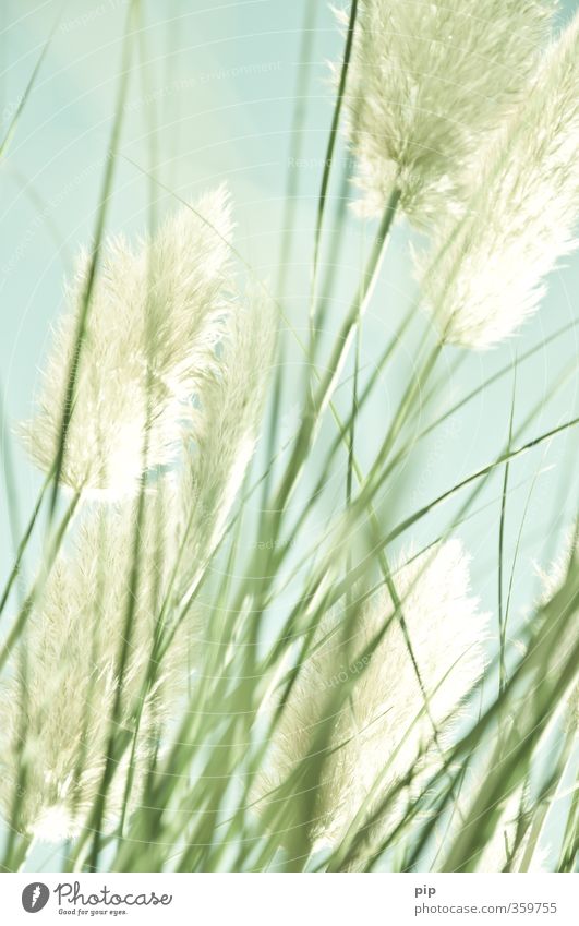 through the pampa Nature Plant Summer Beautiful weather Grass Exotic Pampas grass Blade of grass Blossom Panicle blossom Garden Park Blue Green Bushy Soft