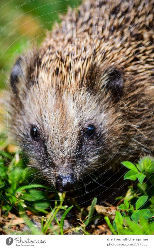 face-to-face II Eyes Animal Wild animal Exterior shot Colour photo Animal portrait Zoo zoological gardens Nature Animal face Adventure Close-up Hedgehog Nose