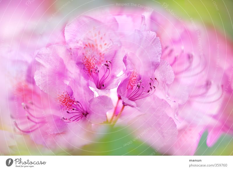 A hint of pink Nature Spring Summer Plant Flower Blossom Garden plants Rhododendrom Blossoming Elegant Fantastic Beautiful Pink Spring fever Delicate