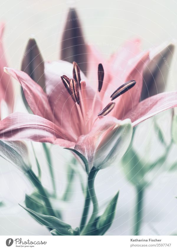 Lily Blossom Flower Nature Colour photo Lily blossom Beautiful Close-up Macro (Extreme close-up) Summer Detail Garden Day Pink Green Red Natural Decoration