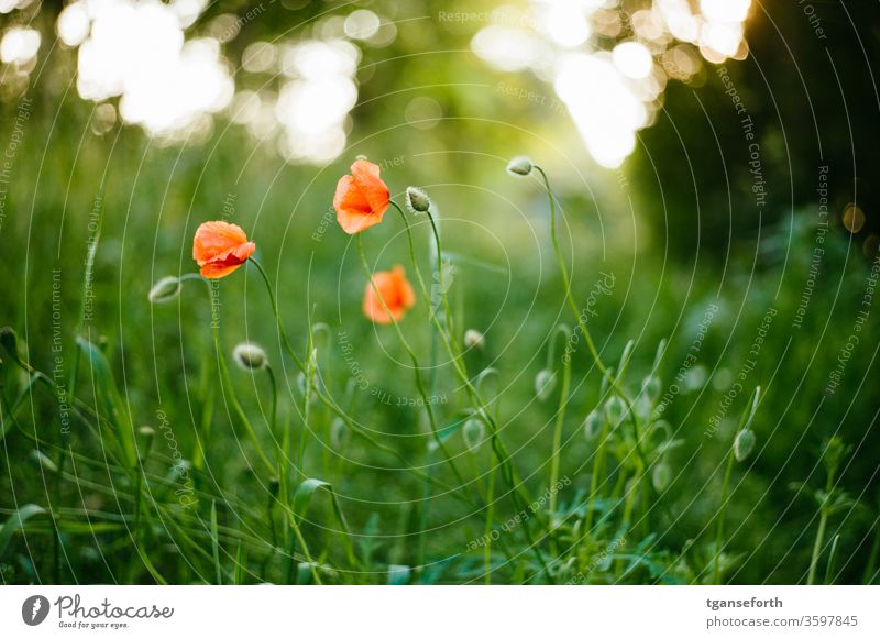 poppies Poppy blossom Corn poppy flowers Summer Red Meadow Plant Colour photo Deserted red poppy Exterior shot Idyll Field Shallow depth of field