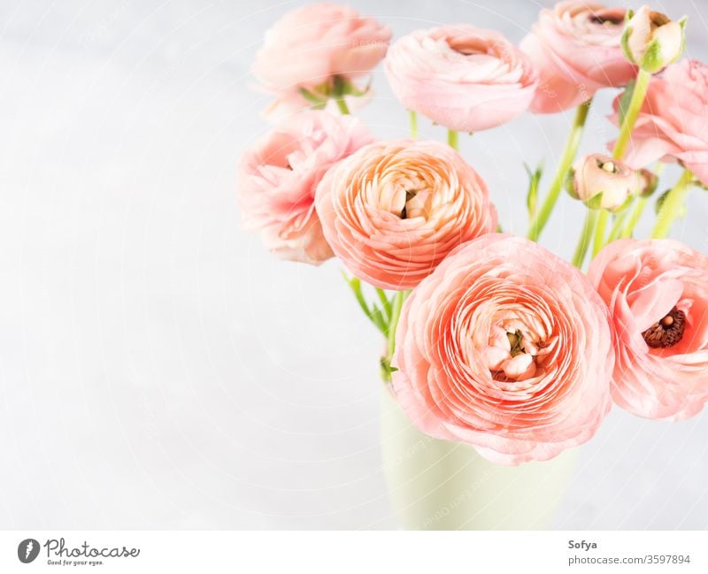 Beautiful pink ranunculus bouquet flower spring greeting card beautiful blossom gift nature anniversary bunch decoration floral love green background
