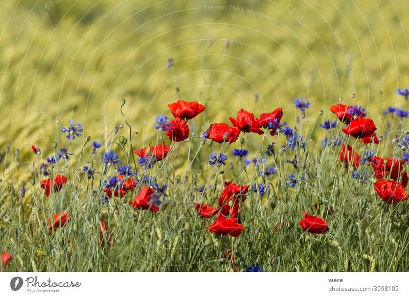 Poppies and cornflowers in a wheat field agricultural area blooming blossoms copy space Field winds bloom Bitter landscape meadow herb nature nobody poppy