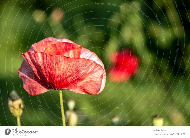 Evening mood in the poppy field - a Royalty Free Stock Photo from Photocase