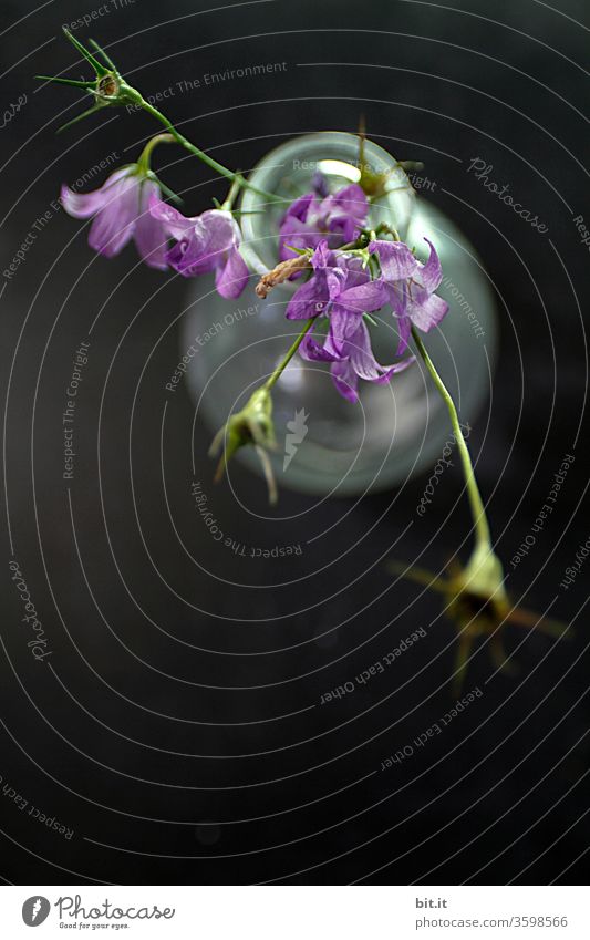 Purple bellflower with hanging green flower stems and wilted flower buds, seen from the bird's eye view, in a white, transparent glass vase on a black background. Bouquet of the beautiful, wild Campanula from above, decorative on dark table.
