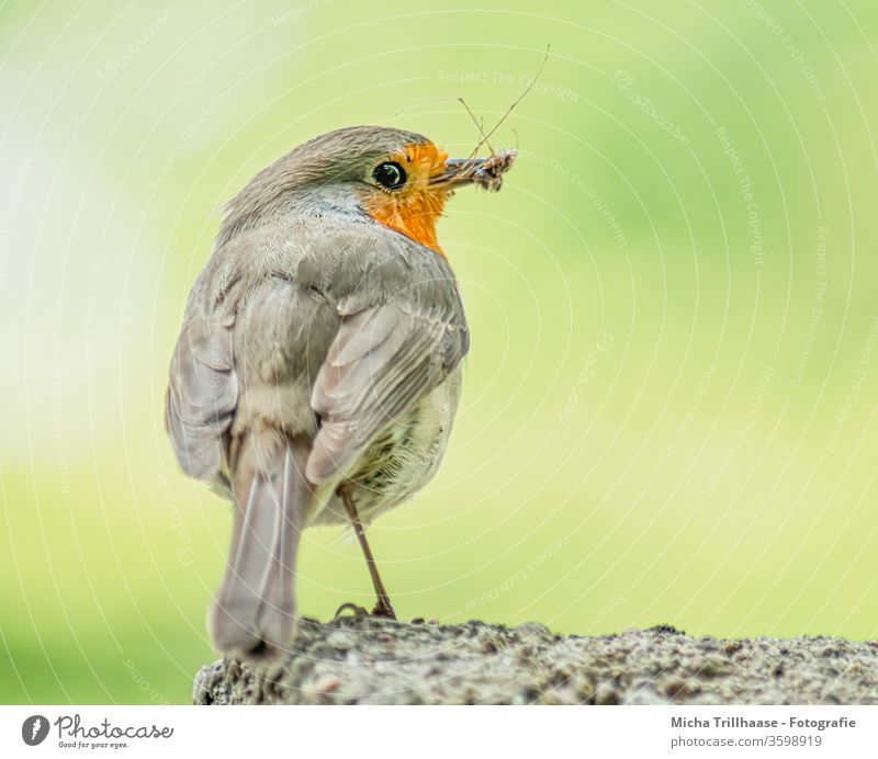 Robin with insect in beak Robin redbreast Erithacus rubecula Animal face Beak Eyes Grand piano feathers plumage birds Wild bird Wild animal Nature Legs Close-up