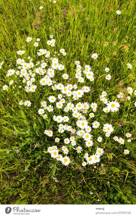 Meadow with wild daisies and a little red clover, from the bird's eye view marguerites flowers blossom Grass Summer Growth Seldom spring Nature natural