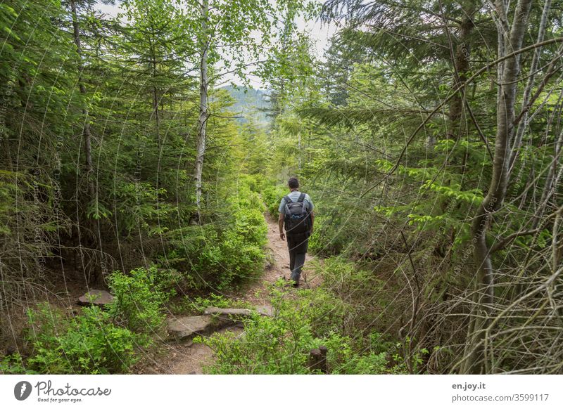 A man walks through the green forest Hiking Forest forest path hiking trail hike Relaxation Nature Man hikers Palatinate forest Summer Vacation & Travel