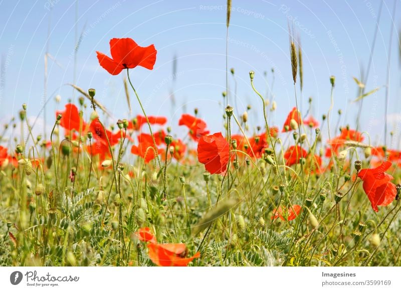 Poppy field and wheat. Close-up of red poppies blooming on field against sky. Stripes of poppy flowers. Part of the fields with poppy instead of barley or wheat monocultures in Rhineland-Palatinate, Germany. Organic cultivation