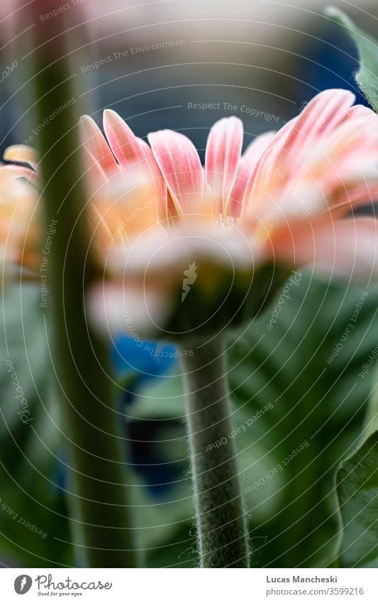 Gerber daisy blooming in the spring sun. Bright pink and orange petals with soft blurred background beautiful beauty biology blossom bright calm calming closeup