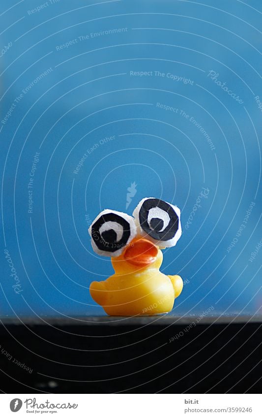 Funny, witty, yellow billy goose with huge, big glued-on fake eyes, looks curious. Bright, poppy little rubber duck waiting for bath. Gummitier is looking forward to beach holidays, pool, summer holidays, bathing holidays, water splashing.