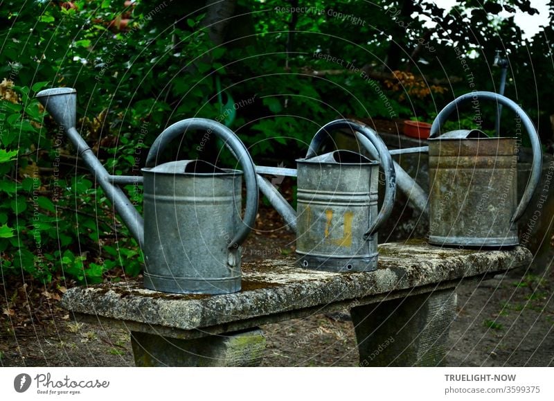 old | Three older watering cans made of zinc plate stand ready for use on an old moss-covered stone bench in front of a dark green hedge Cemetery grave care