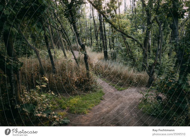 footpath leading through backlit forest ambient backlight backlighting beautiful botanical brunch environment evening fern green landscape leaf leaves lush