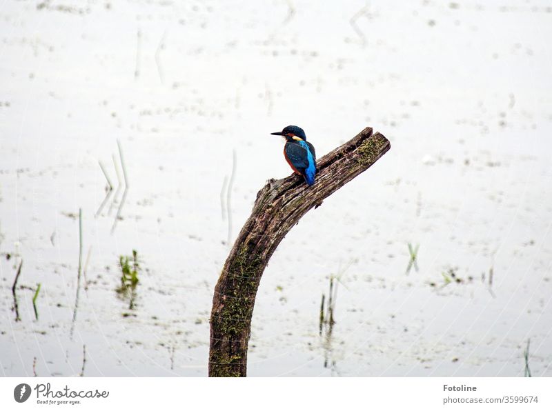 Gotcha! - or finally, after countless days, the little kingfisher sat down exactly where I always wanted him to sit :-) birds Animal Exterior shot Colour photo
