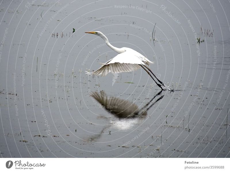 pure elegance - or a Great White Egret flying away after a delicious breakfast. Heron Great egret birds Animal Nature Colour photo Exterior shot Deserted Day 1