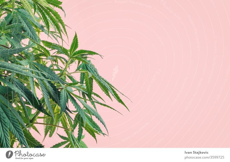 Cannabis plant, branches of marijuana against pink background abuse colourful hemp addiction beauty herb growth floral graphic decoration joint cannabis