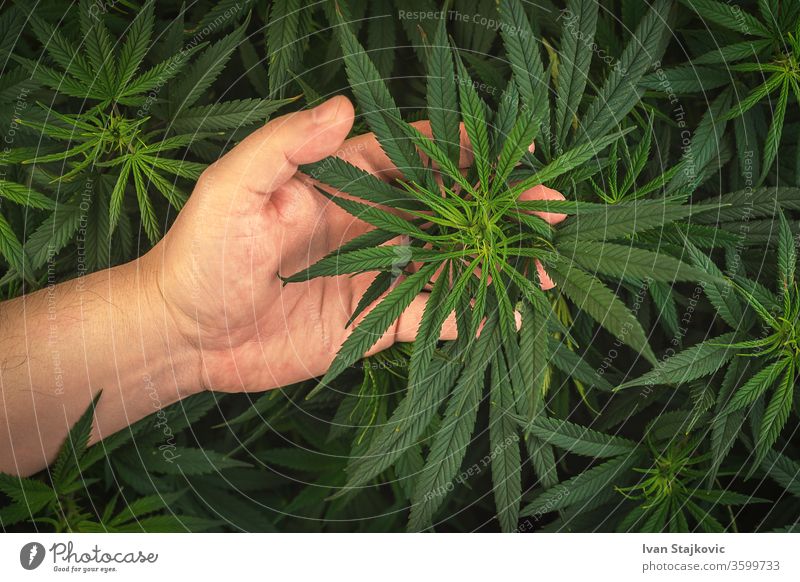 Complete frame of a medical cannabis plant held in the hand Environment flowers Beauty & Beauty Grass green Cannabis Plant Purity Growth Liquid droplet Meadow