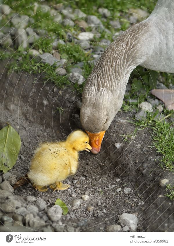 Goose chick with his mama Chick Animal Gosling Baby animal Animal family Touch Communicate Together Curiosity Cute Emotions Trust Protection Safety (feeling of)