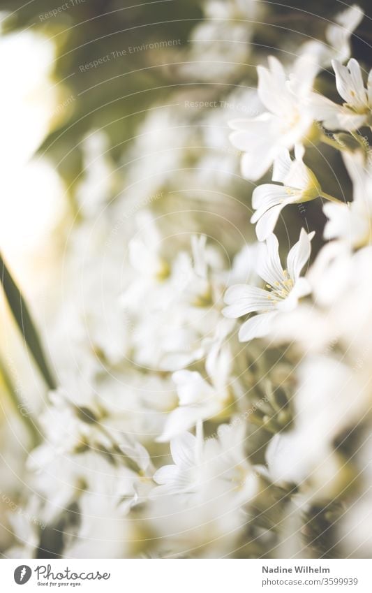 White sea of flowers bleed Close-up spring Nature Plant already green Garden Blossoming Summer Colour photo Deserted Exterior shot Blossom leave Detail