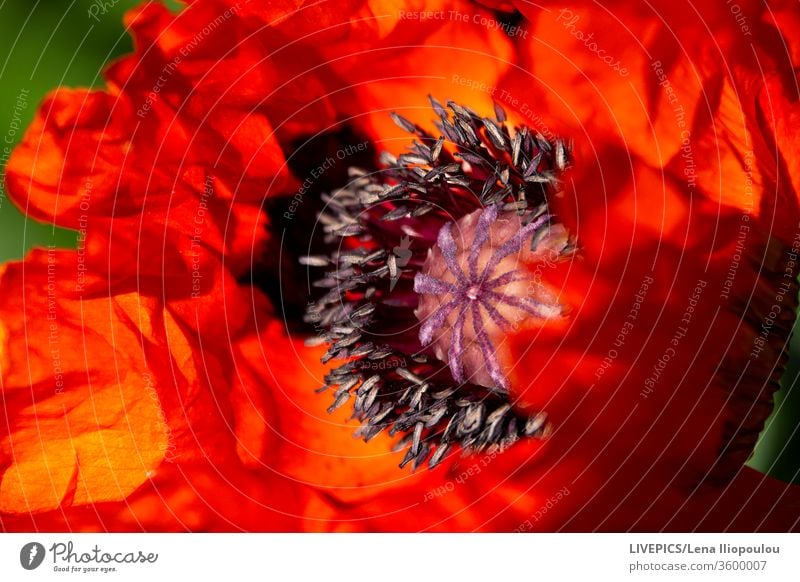 Close up on a poppy flower head close-up copy space day daylight macro nature petals plant poppy-seed red sepal spring