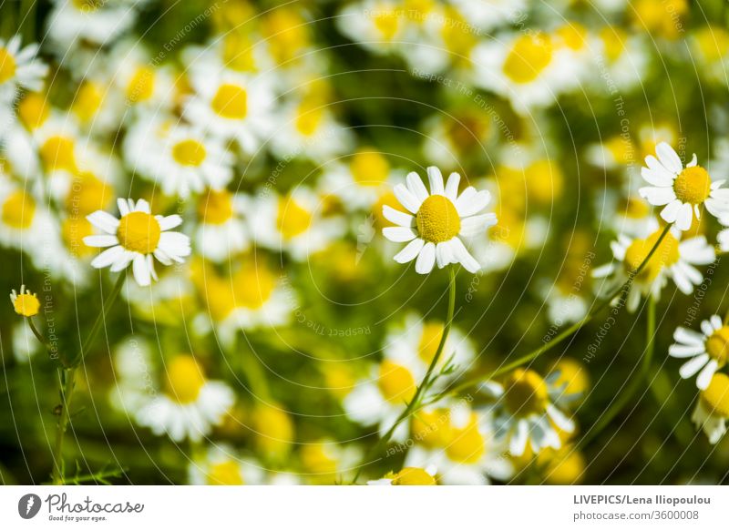Close up on a camomile flower Asteraceae Chamomile chamomillae close up colorful colors copy space day daylight detail green landscape matricaria recutita