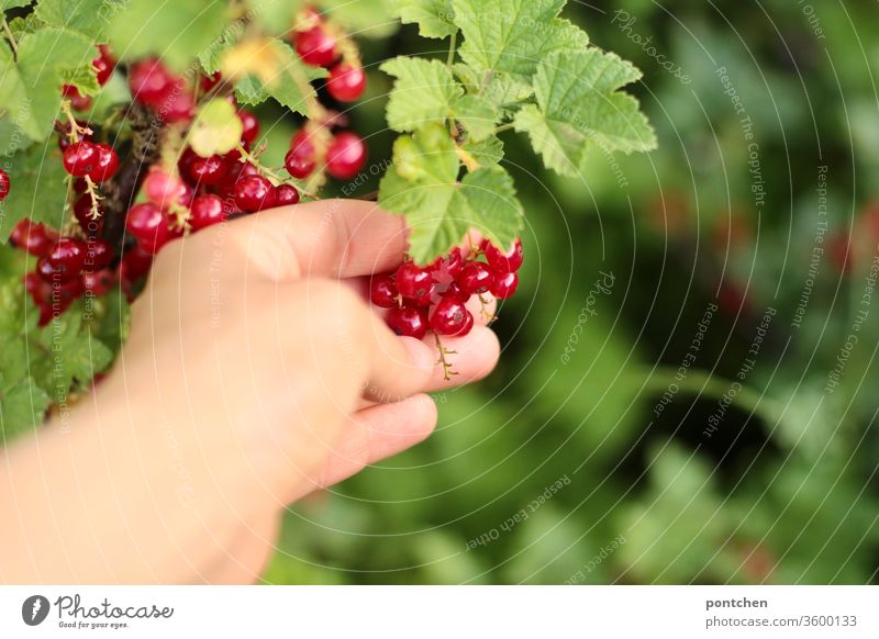 Hand picks ripe currants from the bush in the garden. Harvest. Pick Redcurrant shrub Berries salubriously Vitamin C Gardening self-sufficient love of gardens
