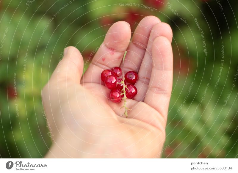 Freshly picked - Hand holds currants in the garden Redcurrant salubriously habd Pick Garden Domestic farming fruit Berries Sour Food Harvest Mature Fruity