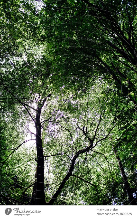 Forest leaves Forest atmosphere Branches and twigs Leaf canopy green Nature reserve