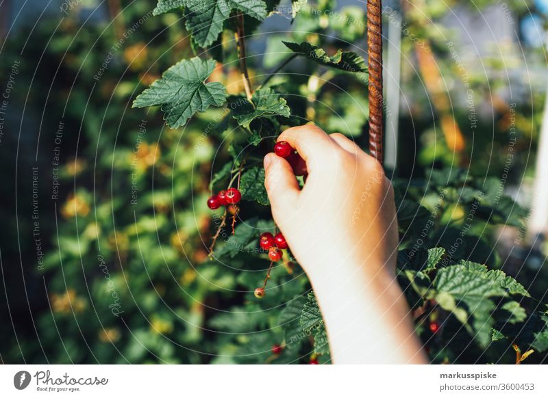 Organic currants Edible garden Garden self-sufficiency Garden Bed (Horticulture) organic grow planting self-sufficient raised Urban gardening Berries Redcurrant