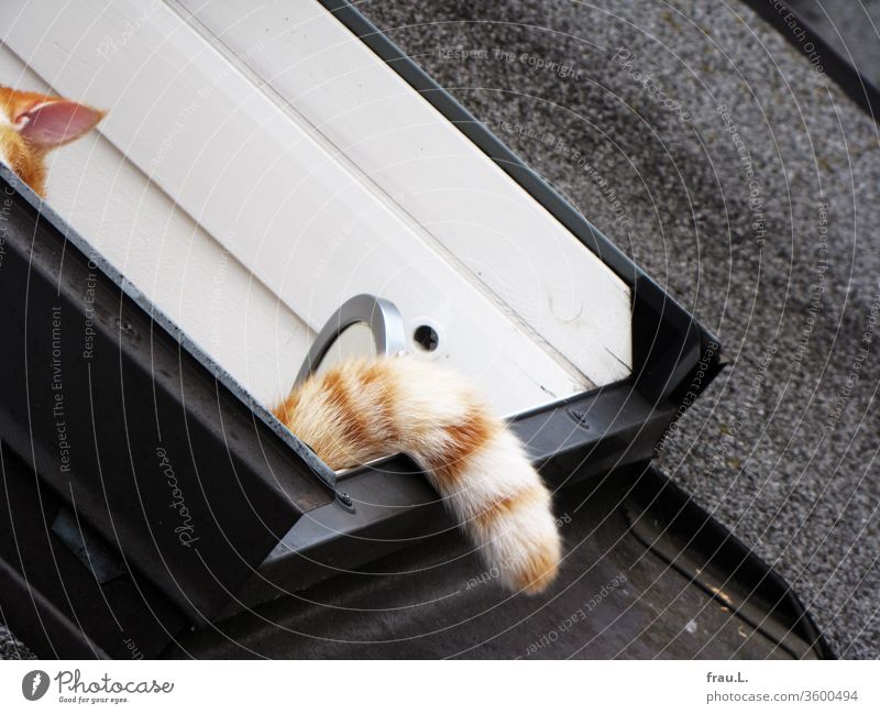 The red and white tomcat thought he was well hidden in the skylight. hangover Pet Exterior shot Tails Ear Window Roof