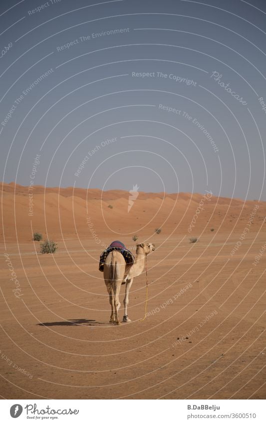 I'm off. The dromedary's fleeing the tourists in the desert. Oman travel Desert Dromedary Vacation & Travel Camel Animal Sand Colour photo Exterior shot dune