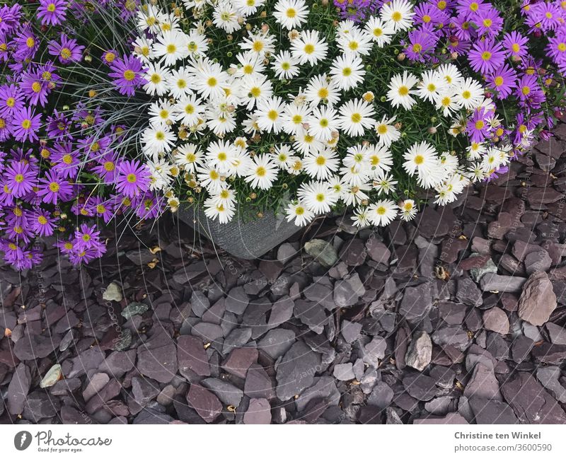 Pretty Australian daisies / Brachysome in blue and white in a plant pot on grey gravel stones seen from above Blue daisy Australian daisy pretty Summerflower