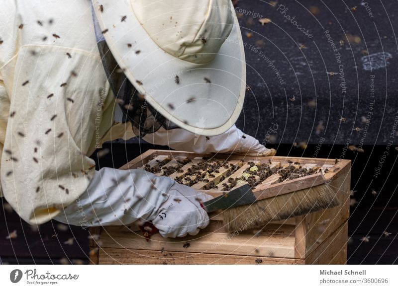 Beekeeper at a prey (beehive) with many bees keep beekeepers Nature Animal Insect Honey Bee-keeper Bee-keeping Beehive Food beekeeping natural Healthy
