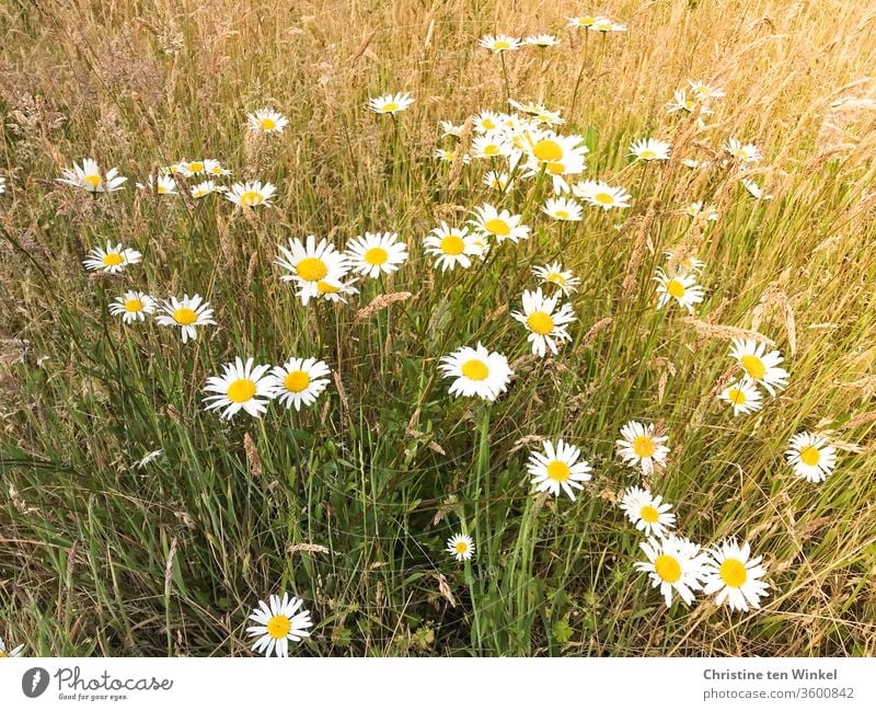 Meadow daisies stand on a dry and not mowed meadow marguerites daisy meadow Plant Flower wild flowers meadow flowers Summer blossoms Blossoming Nature grasses