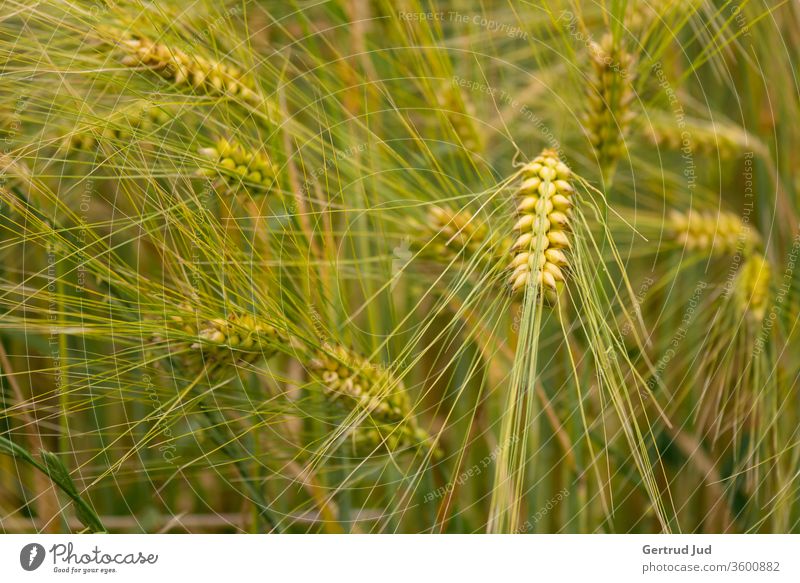 Waving grain Grain field corn stalk Summer Summery Field field flora panic summer feeling billowing grain Ear of corn spike field Agriculture agricultural land