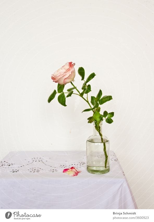 Still life of a beautiful, fragile single pink rose, in a vase against a light background, with two petals falling on the table Bright Fragile Simple