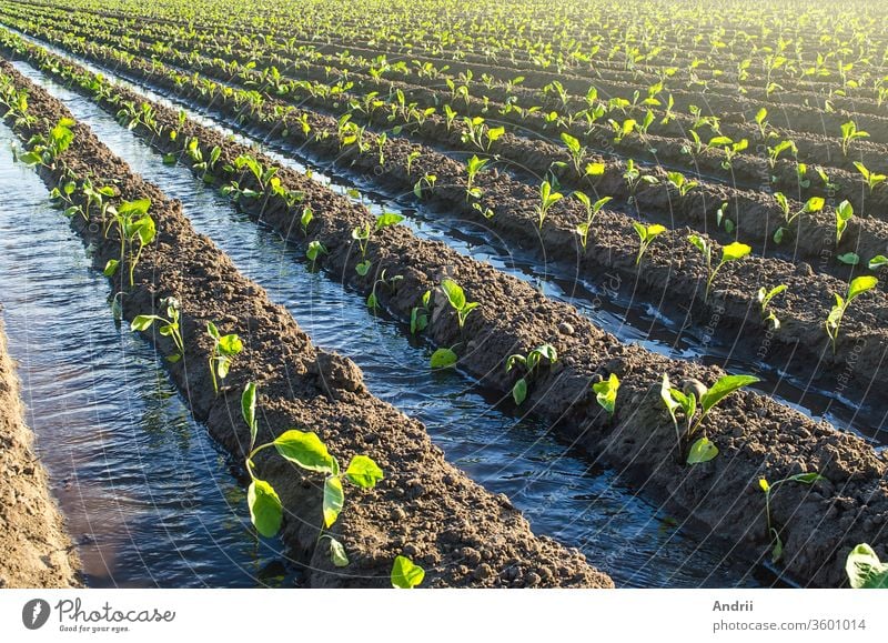 traditional irrigation