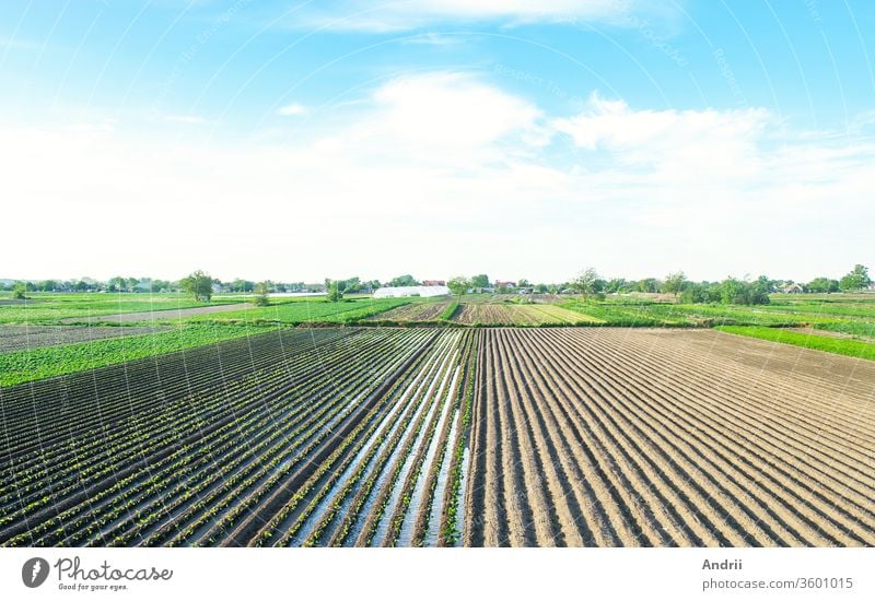 Farm field is planted with agricultural plants. Watering the crop. Agro industry, agribusiness. Farming, european farmland. Traditional irrigation system. Growing and producing food. Rural countryside