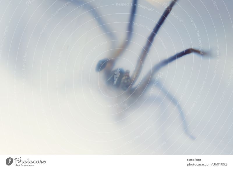 spider blurred photographed through a glass Bite disgusting awesome terrible House angle spider Transparent Captured Threat Crawl Disgust Fear Spider legs